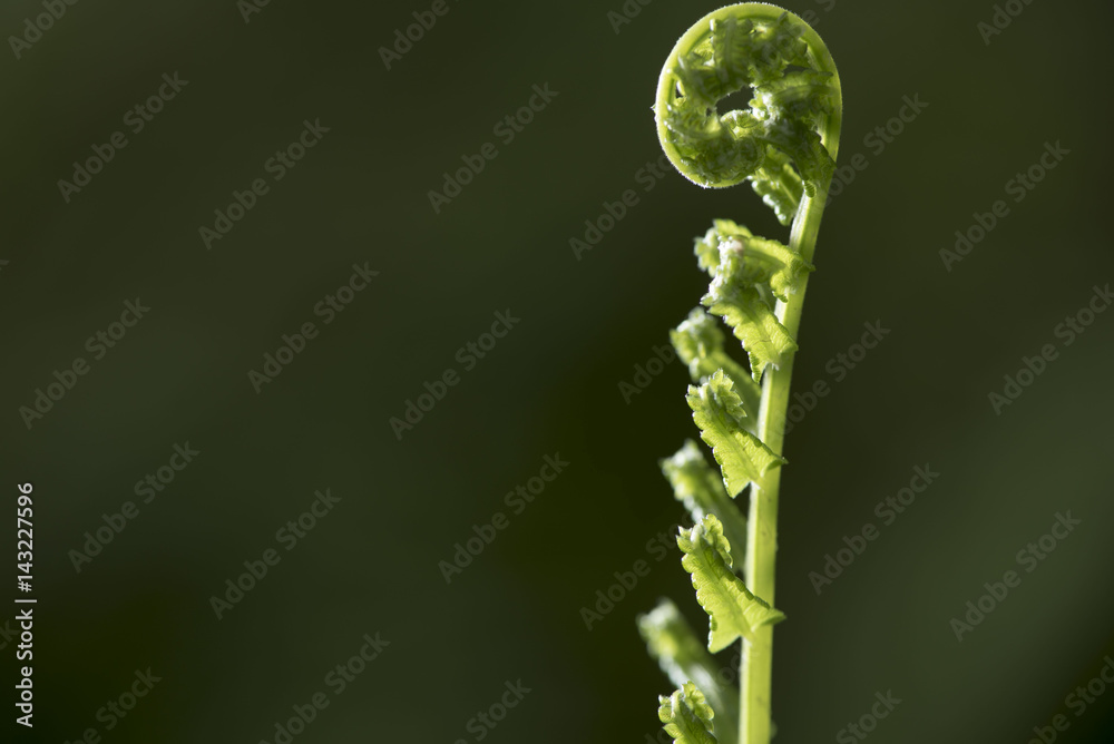 fern