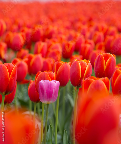Tulip Field photo