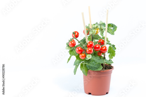 Single home cultivated organic cherry tomatoes tree with mini red fresh tomatoes hanging on it, planted in a brown pot with white background