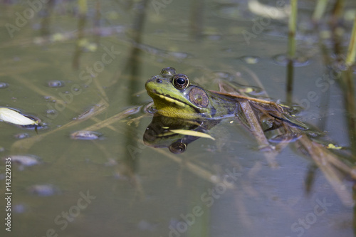  Green Frog - Lithobates (Rana) clamitans melanota