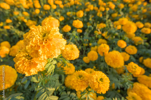marigold flowers in the field with sunlight © praweena