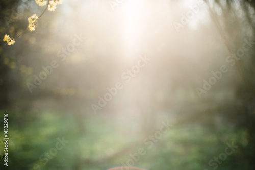 Spring forest background photo