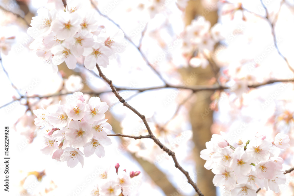 Fototapeta premium Japanese cherry blossom background #2