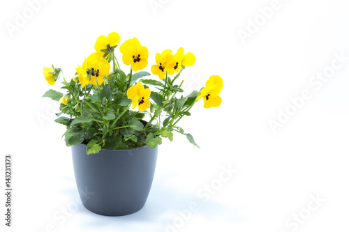 Horned Violet, Yellow Viola, Cornuta planted in a grey pot and isolated in white studio background