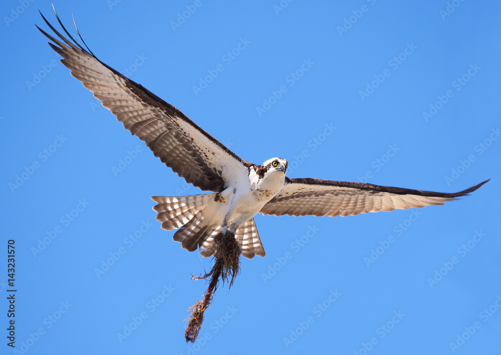 Naklejka premium Osprey Flying in With Nest Building Material