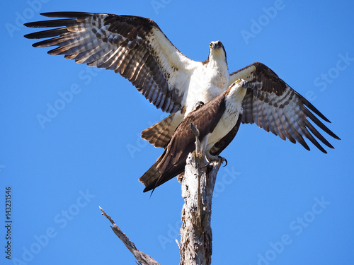 Male Osprey Landing On Its Mate