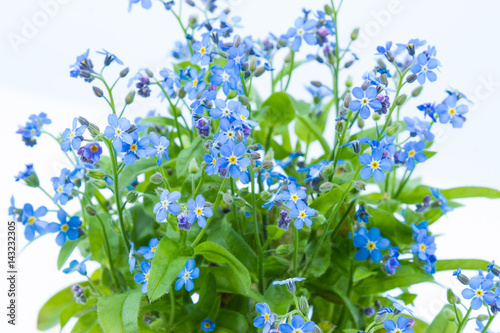 Forget me nots (Myosotis scorpioides) with blue flowers in a dark blue pot - close