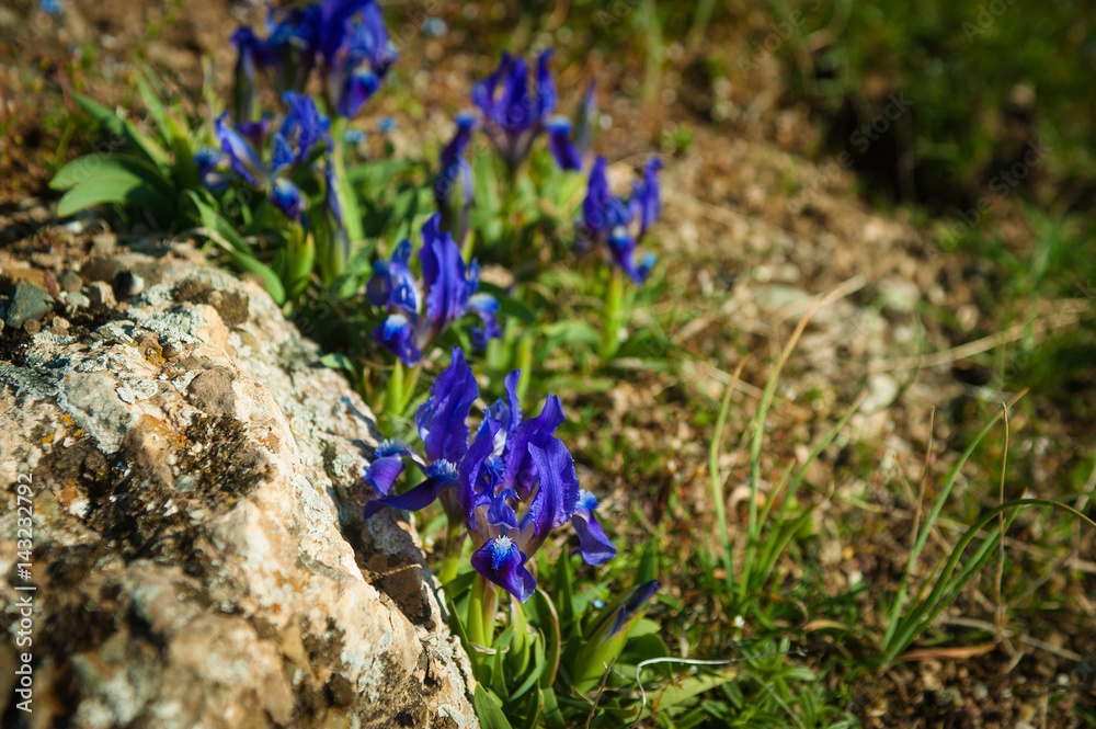 Wild iris, Iris aphylla subsp. hungarica growing in forest Wild iris, Iris aphylla subsp. hungarica growing in forest