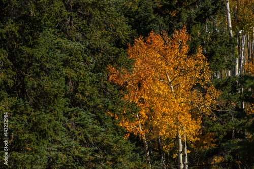 Fall Season Among the Pines