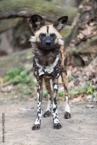 African wild dog scanning his surroundings