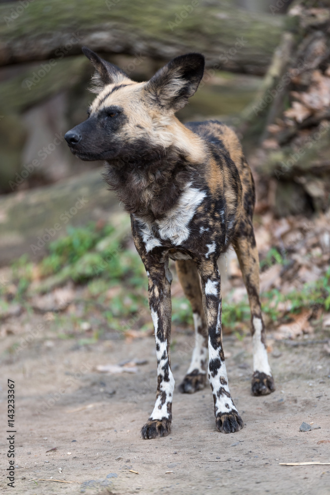African wild dog scanning his surroundings African wild dog scanning his surroundings