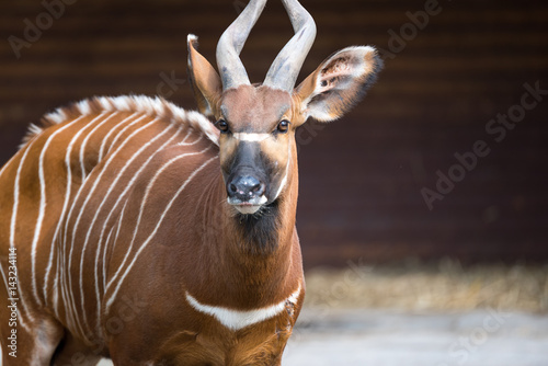 Horned African animal scanning its surroundings