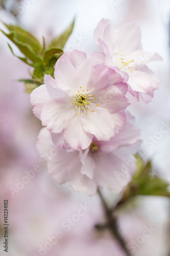 Closeup of pink cherry blossoms in the spring with soft dreamy background.