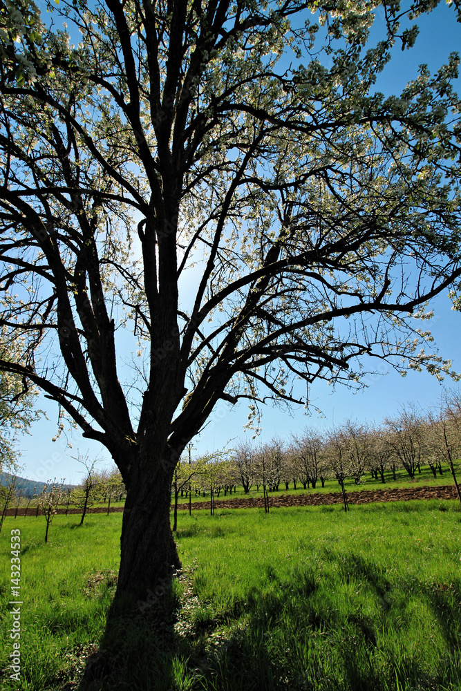 Beautifully blossoming tree on green meadow at warm sunlight in spring, Germany Beautifully blossoming tree on green meadow at warm sunlight in spring, Germany