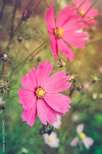 Closeup cosmos flowers blooming in the garden. Beautiful floral use as background.