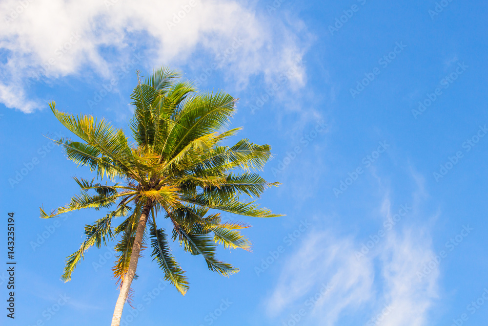 Fresh green palm tree and bright blue sky. Tropical nature holiday photo for banner background. Fresh green palm tree and bright blue sky. Tropical nature holiday photo for banner background.