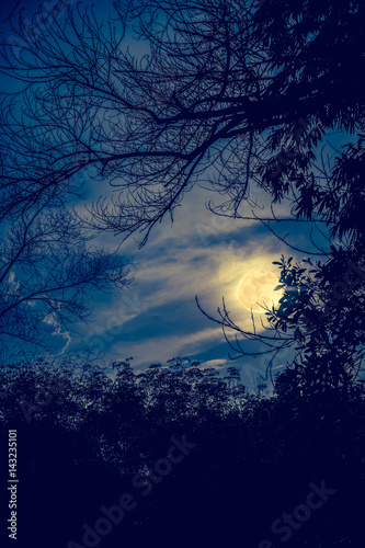 Silhouettes of dry tree against sky and beautiful super moon. Outdoor.