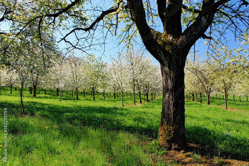 Flowers of white cherry blossoms on a spring day, Germany