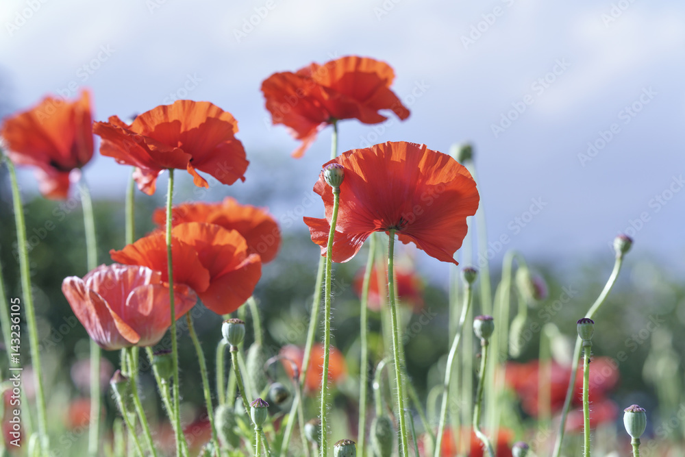 Obraz premium Dzikie kwiaty Coquelicot kwitną na słonecznym niebie, mieniąc się chwalebnym pięknem ulotnych skrzydeł