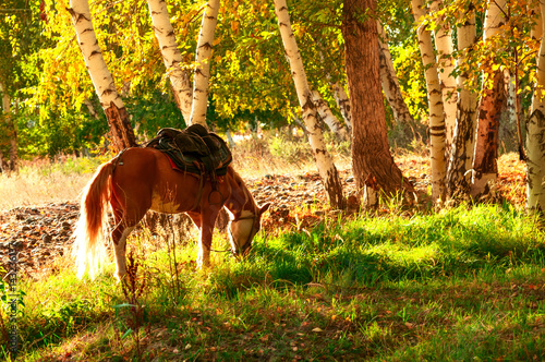 birch grove and horse in the autumn © hxdyl