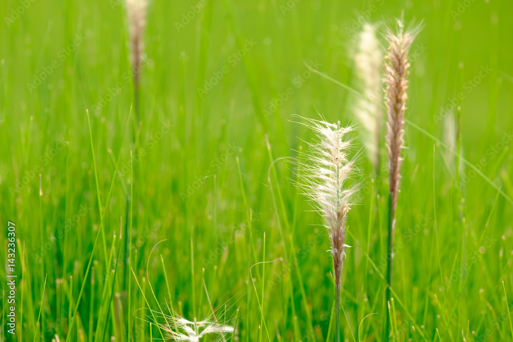 Beautiful Green Grass Meadow and seed flower Close-Up Beautiful Green Grass Meadow and seed flower Close-Up