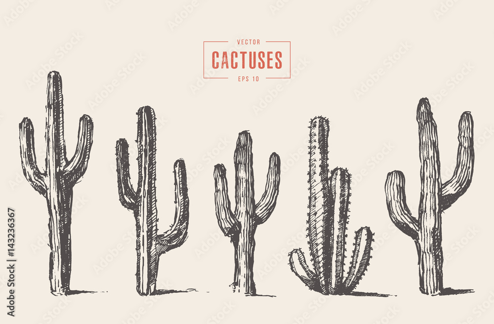 Fototapeta premium Set cactus hand drawn vector illustration sketch