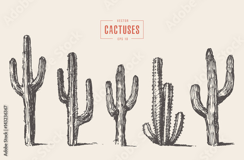 Set cactus hand drawn vector illustration sketch