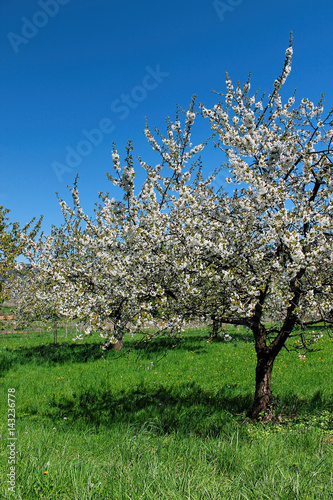 Flowers of white cherry blossoms on a spring day, Germany