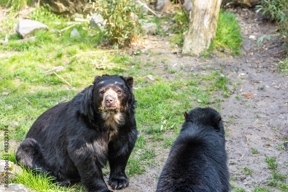 Fototapeta premium Black bear cubs playing and fighting