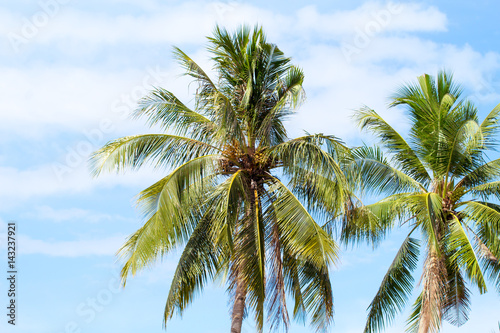 Coco palm tree on blue sky background. Sunny day on tropical island.