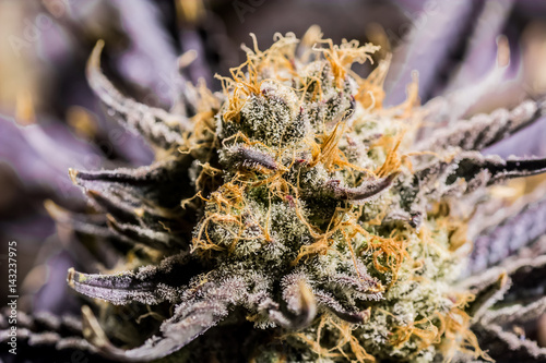 Cannabis Indoor photo
