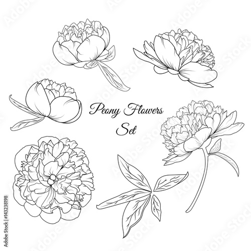 Peony rose flowers shrub vector design illustration reusable isolated elements template set. Bloom blossom, stem, bud, leaves. Detailed black and white outline sketch botanical drawing composition.