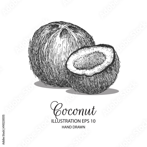 Coconut hand drawn illustration by ink and pen sketch. Can be adapted for natural or organic fruit product and health care goods.  