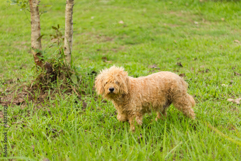 homeless stray dog in the green grass homeless stray dog in the green grass