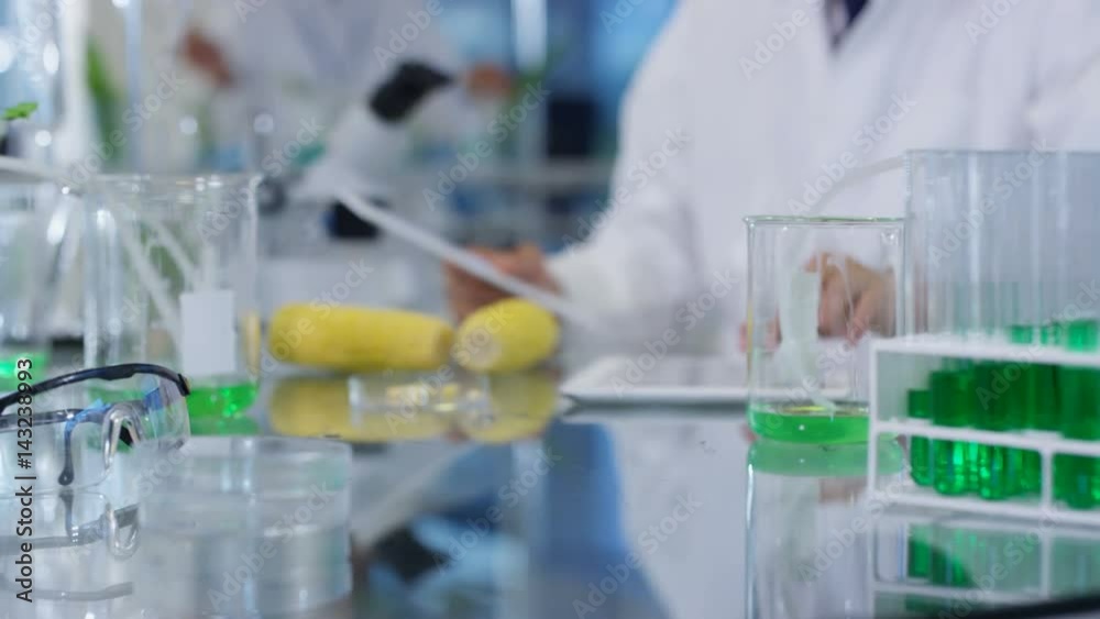 Food science researchers working in laboratory, 1 man measuring length of a corn cob. Food science researchers working in laboratory, 1 man measuring length of a corn cob.