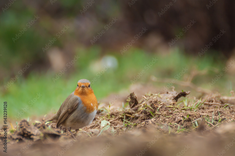 Rotkehlchen Rotkehlchen