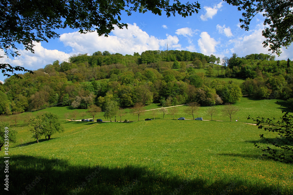 Fototapeta premium Green meadow in spring, Germany
