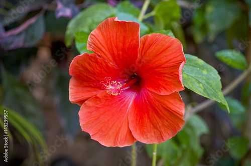 Tropical flower of Asia hibiscus is red 