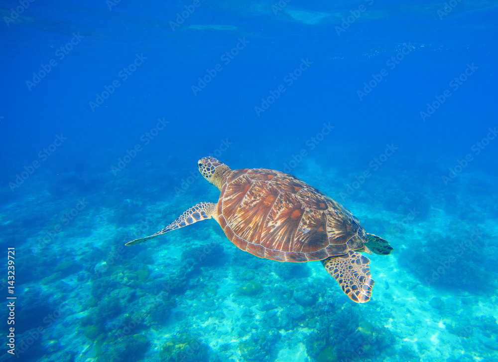 Obraz premium Green turtle swim in blue sea water. Snorkeling with tortoise.