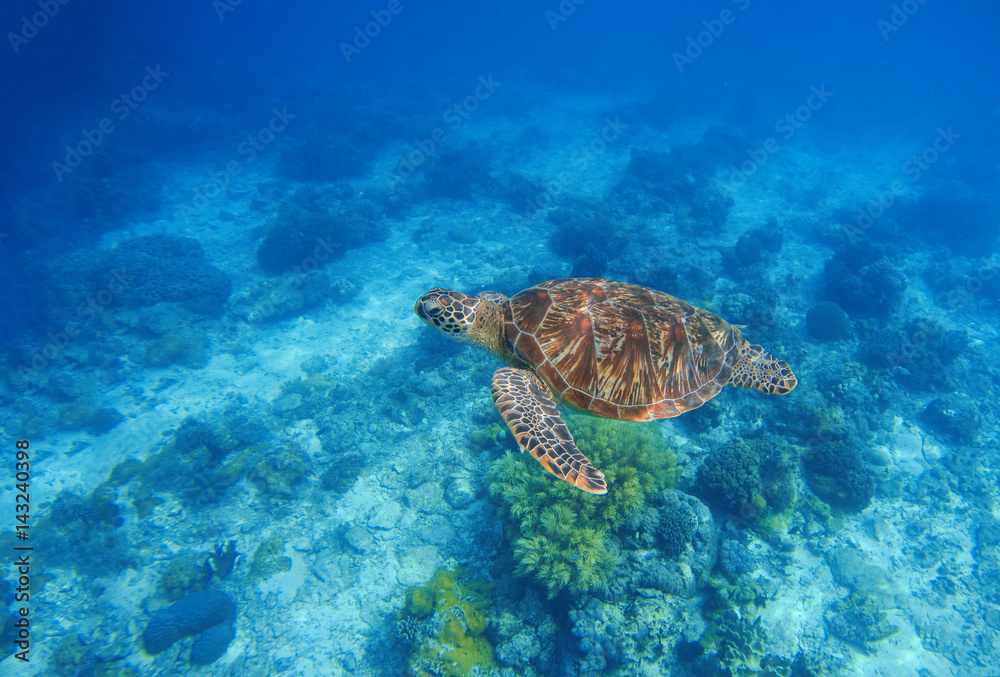 Sea turtle in water. Exotic island oceanic environment in sea lagoon.