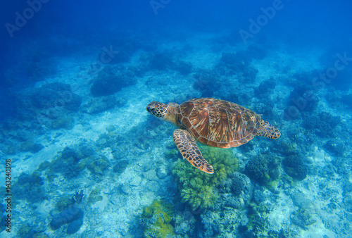 Sea turtle in water. Exotic island oceanic environment in sea lagoon. © Elya.Q
