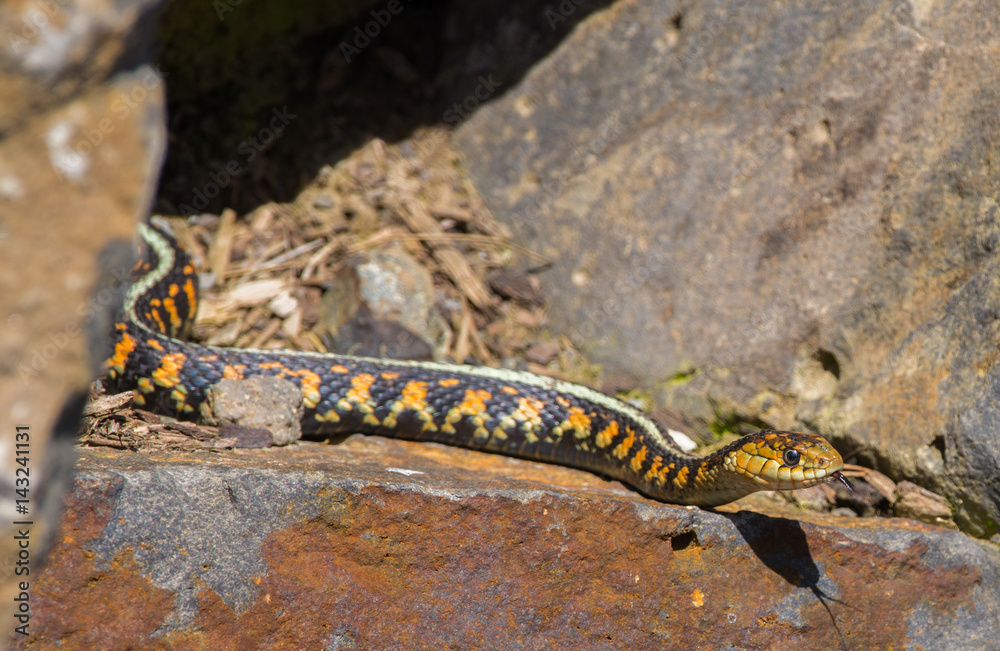 Brightly colored Garter Snake slithering out of the rocks Brightly colored Garter Snake slithering out of the rocks