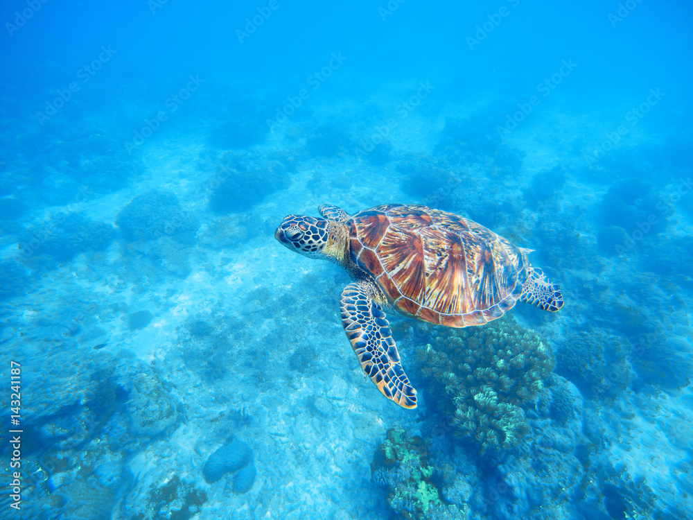 Fototapeta premium Sea turtle in shallow water. Sea bottom with sand and plants.