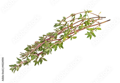 Thyme sprig isolated on white background