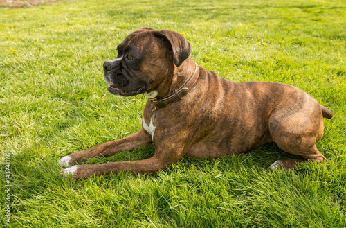 Obedient Boxer dog in a down stay, lying on green grass