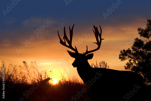 Sunset Mule Deer