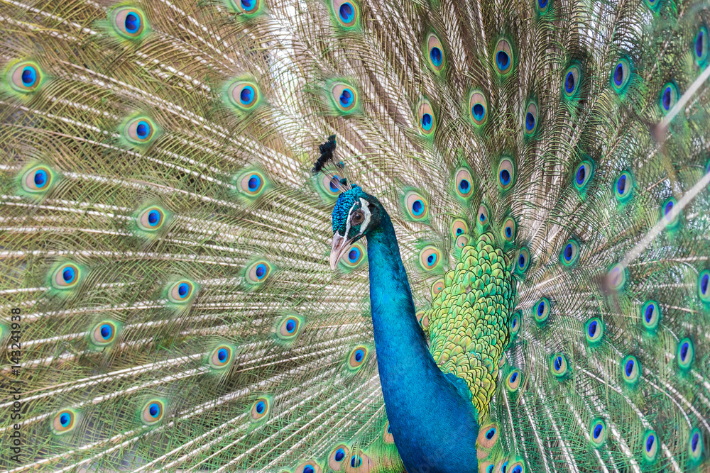 Naklejka premium Close-up peacock on spreading tail-feathers