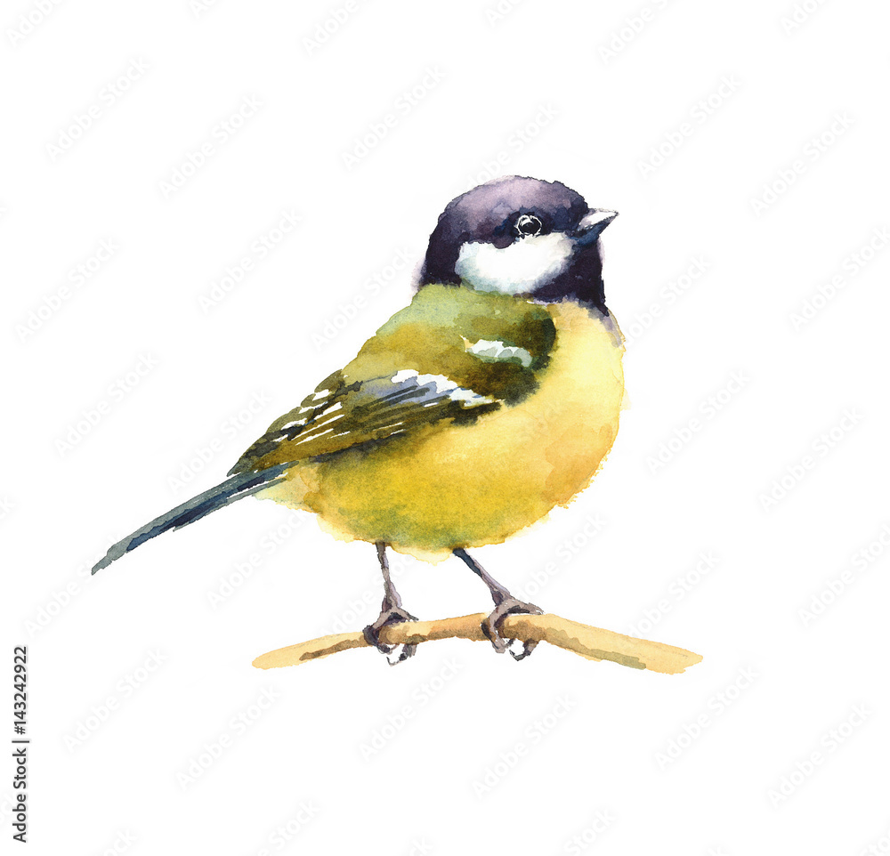 Fototapeta premium Watercolor Bird Tit On The Branch Hand Drawn Illustration isolated on white background