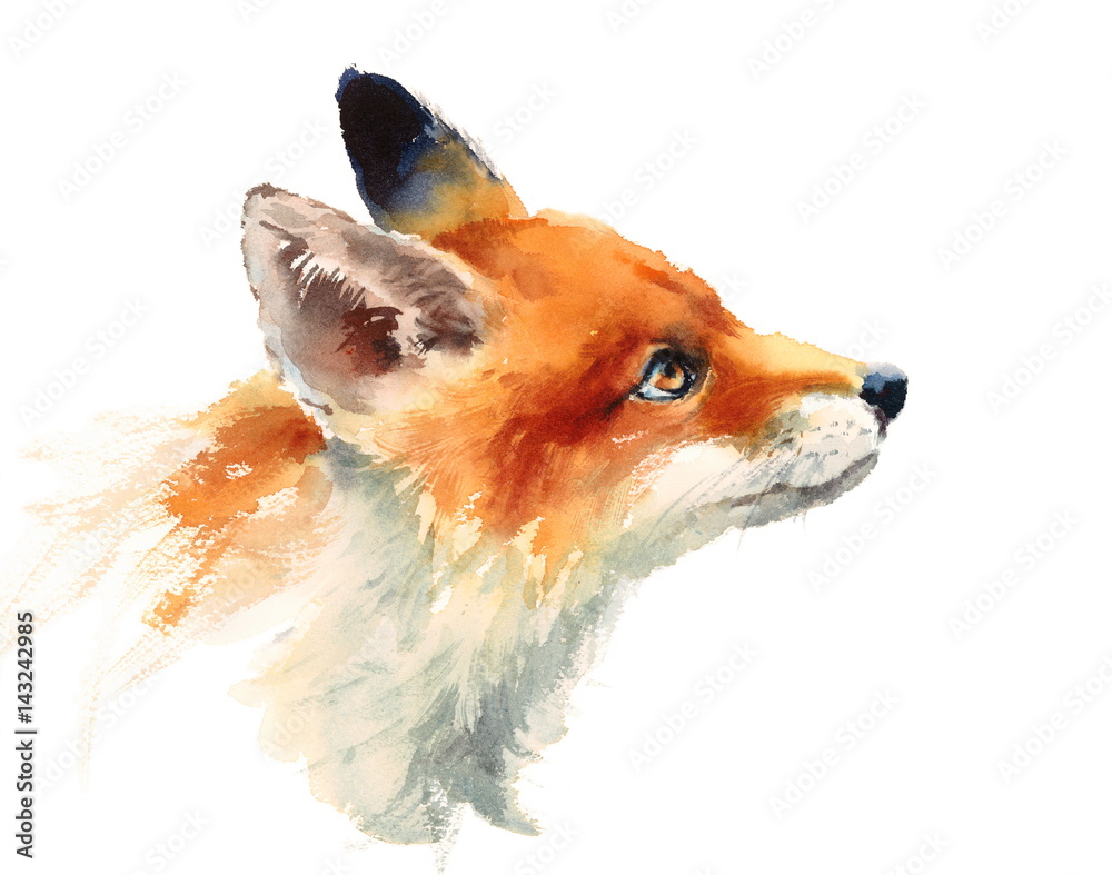 Photographie Watercolor Wild Animal Red Fox Looking Up Side View Hand Drawn  Portrait Illustra - Acheter-le sur Europosters.fr