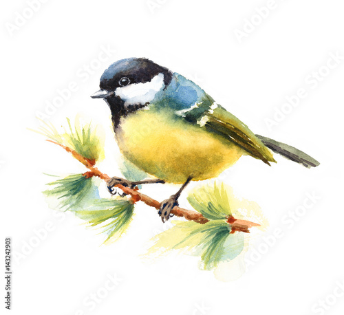Watercolor Bird Tit On The Branch Hand Drawn Illustration isolated on white background © cmwatercolors